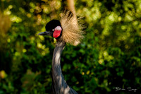 Birdlesquel128074
