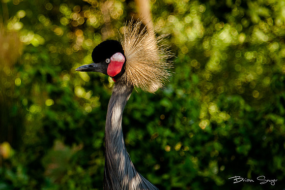 Birdlesquel128074
