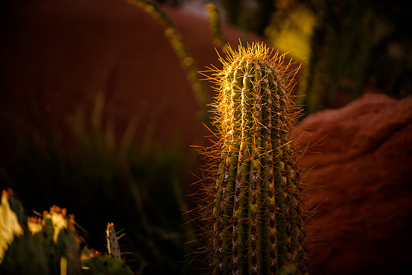 Wedding at Entrada29142