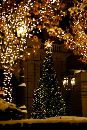 Courtyard Tree