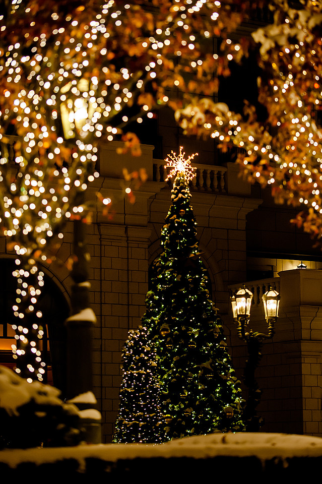 Courtyard Tree