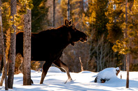 Moose