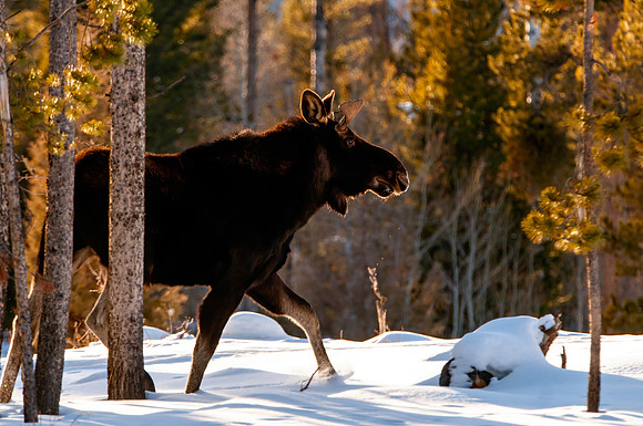 Moose