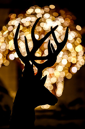 Deer