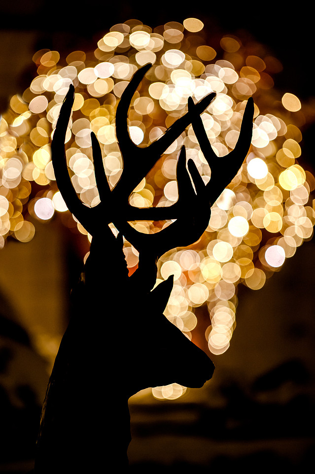 Deer