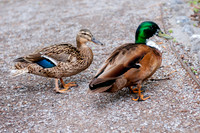 Family Outing at Tracey Aviary-1465