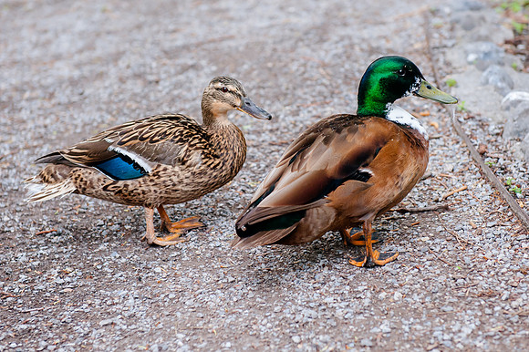 Family Outing at Tracey Aviary-1465