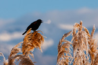 Red Winged Blackbird