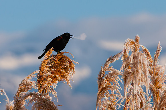 Red Winged Blackbird