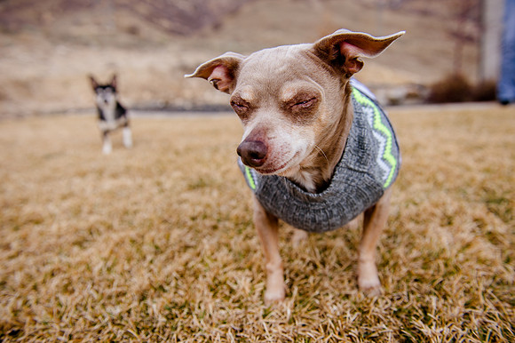 pets (238 of 271)