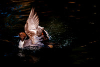 HPWT at Tracey Aviary-36-2
