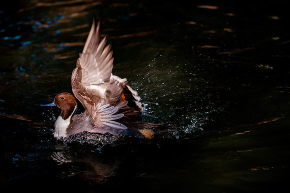 HPWT at Tracey Aviary-36-2