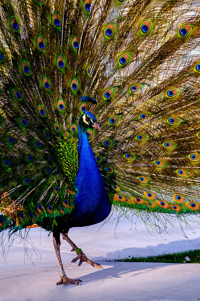 HPWT Tracy Aviary-6938