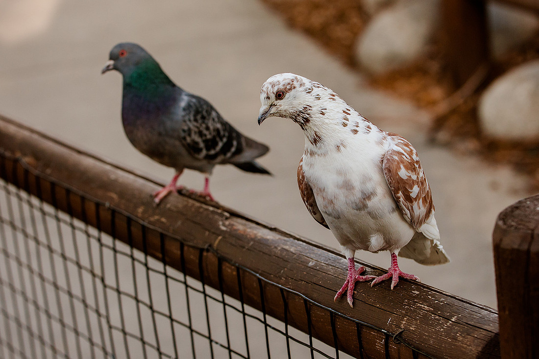 HPWT Tracy Aviary-8132