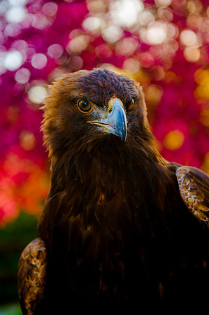 HPWT Tracy Aviary-7019