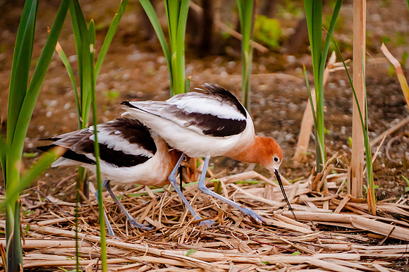 HPWT Tracy Aviary-8149