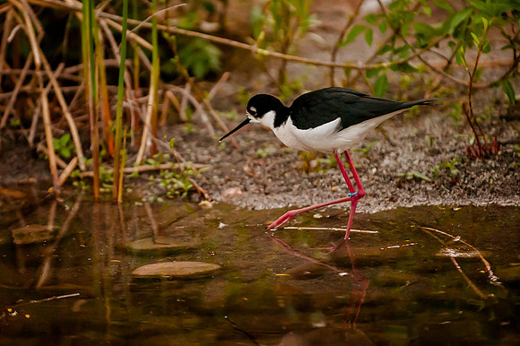HPWT Tracy Aviary-8169