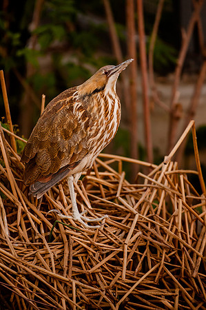 HPWT Tracy Aviary-8174