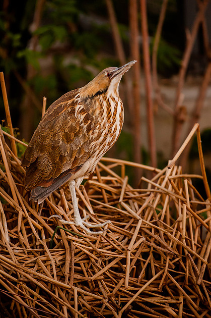 HPWT Tracy Aviary-8174