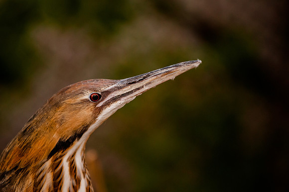 HPWT Tracy Aviary-8188