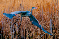 Birds-0719