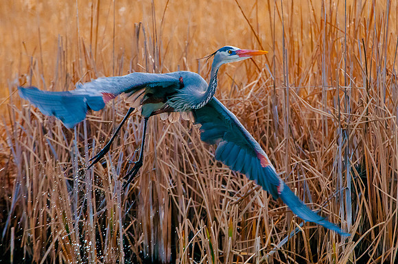 Birds-0719