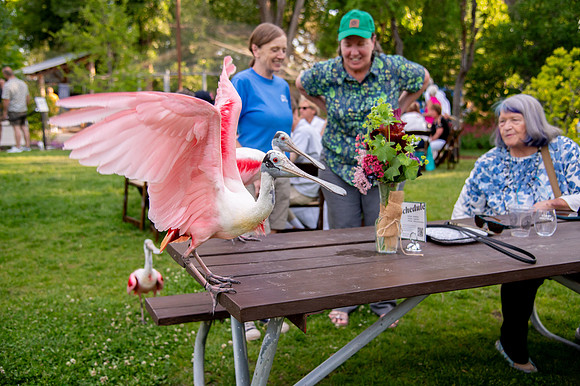 Ready to Hatch – Tracy Aviary’s Signature Spring Fundraise5880