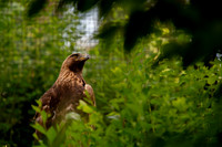 Ready to Hatch – Tracy Aviary’s Signature Spring Fundraise5337