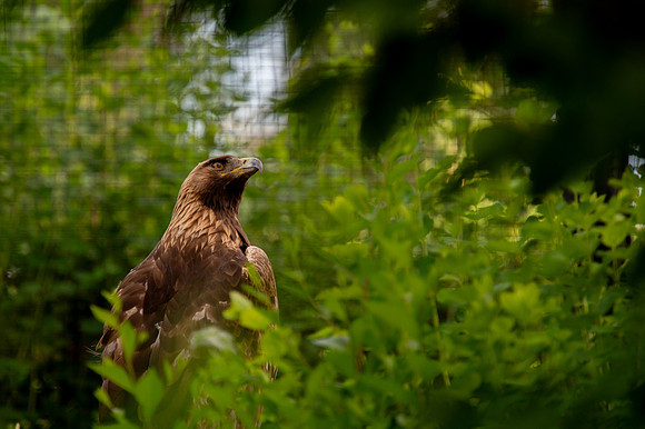 Ready to Hatch – Tracy Aviary’s Signature Spring Fundraise5337