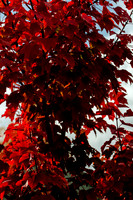 Back Yard Light-9826
