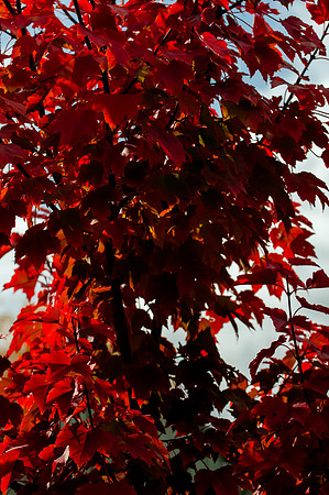 Back Yard Light-9826