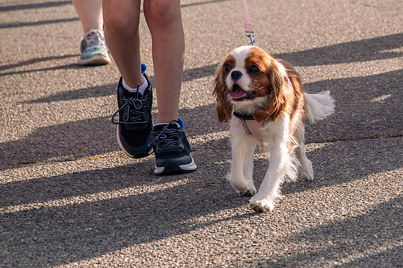 Girls on the Run 5K – Celebration of Strength at Sugarhouse Park7653