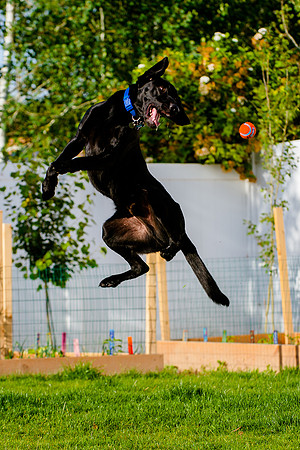 Dog jumps