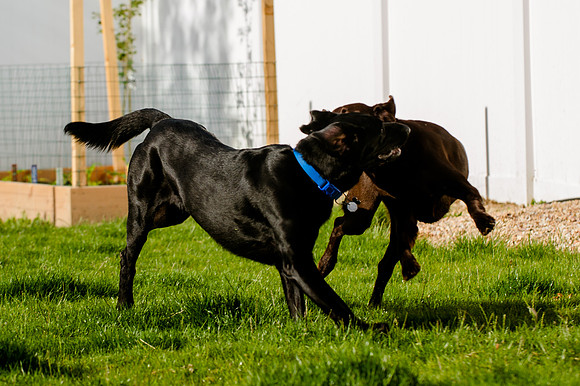 Nero and Zia-0693