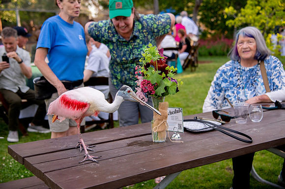 Ready to Hatch – Tracy Aviary’s Signature Spring Fundraise5884