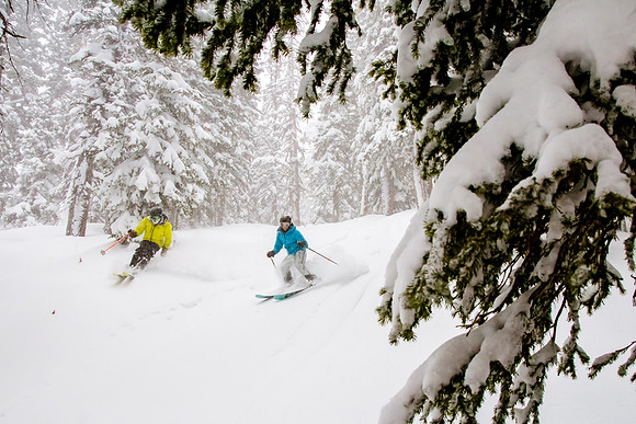 Brighton Powder 1-4-17-8055