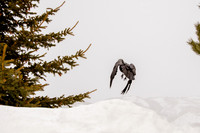 2-2-17 at Snowbasin-0532