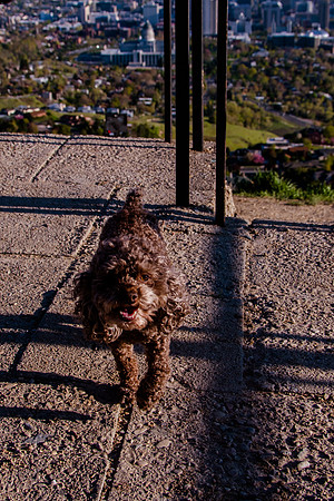 Chip at Ensign Peak-1818