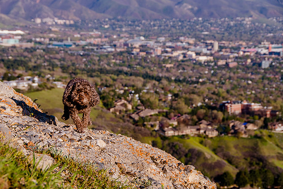 Chip at Ensign Peak-1895
