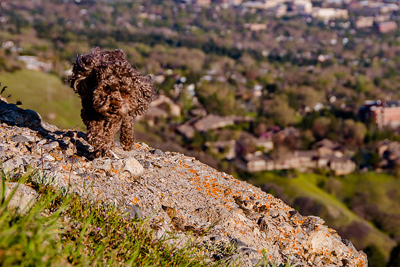 Chip at Ensign Peak-1923