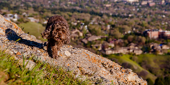 Chip at Ensign Peak-1924