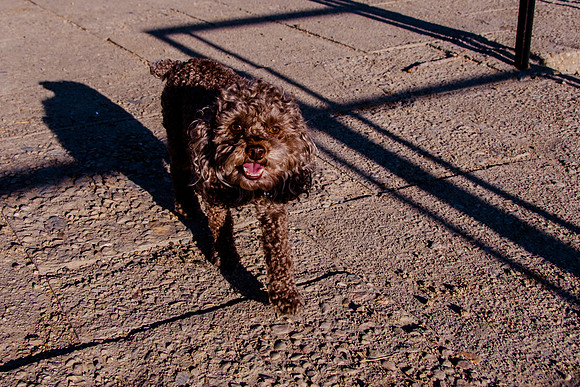 Chip at Ensign Peak-1814