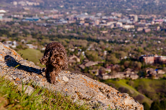 Chip at Ensign Peak-1924-2