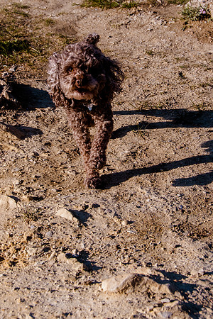 Chip at Ensign Peak-1695