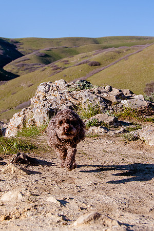 Chip at Ensign Peak-1725