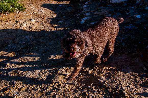 Chip at Ensign Peak-1780