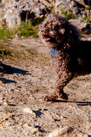 Chip at Ensign Peak-1707