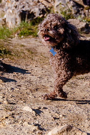 Chip at Ensign Peak-1707