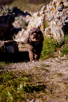 Chip at Ensign Peak-1699