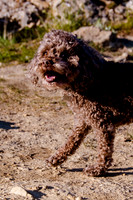 Chip at Ensign Peak-1706